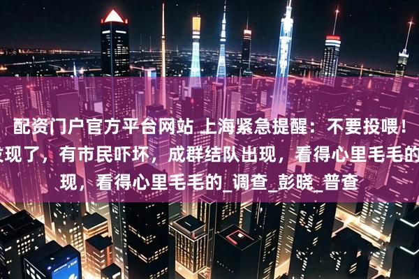 配资门户官方平台网站 上海紧急提醒：不要投喂！近100个小区都发现了，有市民吓坏，成群结队出现，看得心里毛毛的_调查_彭晓_普查